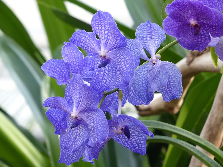 blue vanda orchid, flower, blossom, bloom, plant, tropical, HD wallpaper
