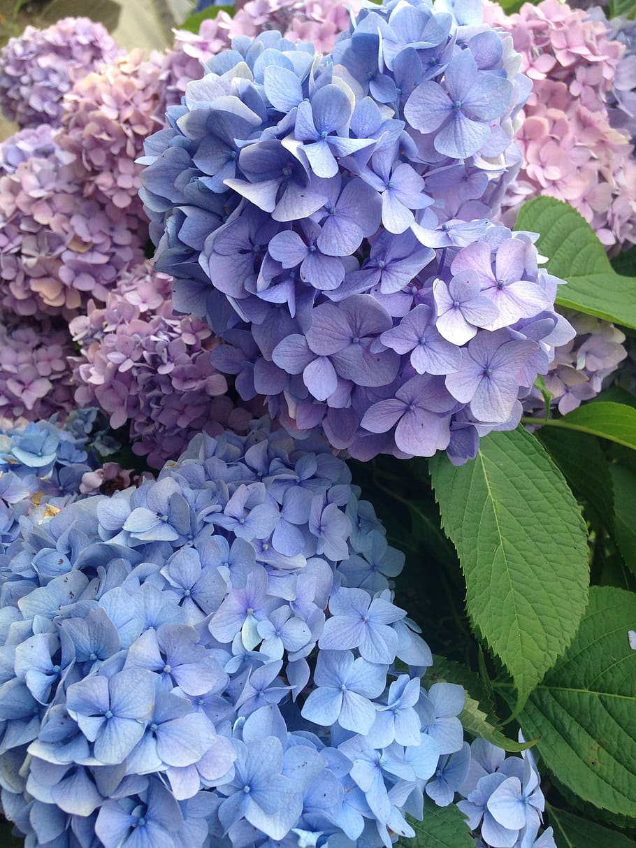 hydrangeas flower, june, nature, plant, purple, summer, leaf HD wallpaper
