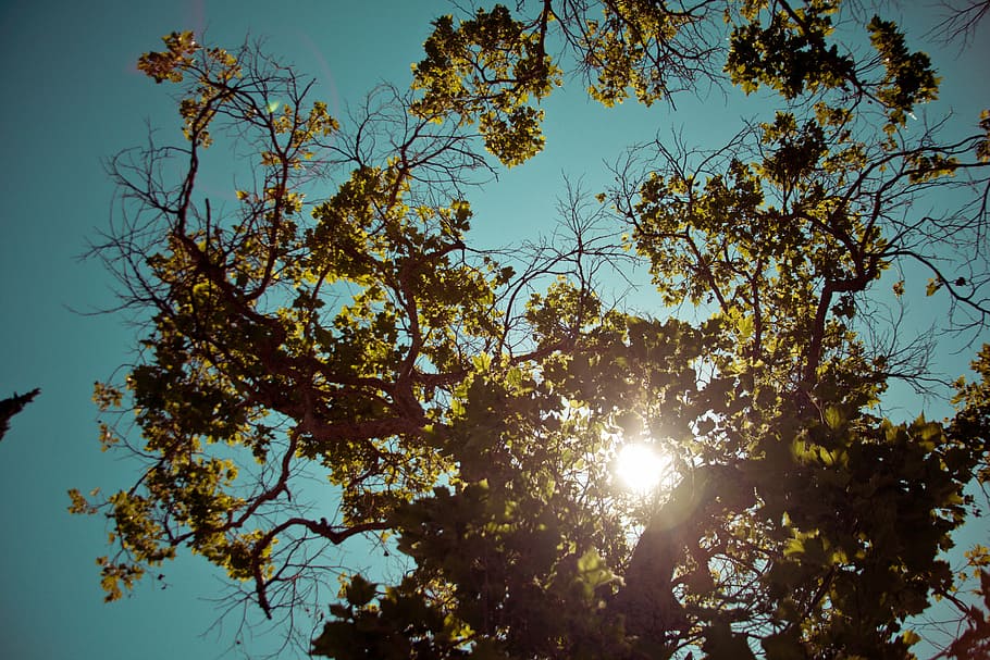 sunray through green leafed tree, low, angle, shot, photography HD wallpaper