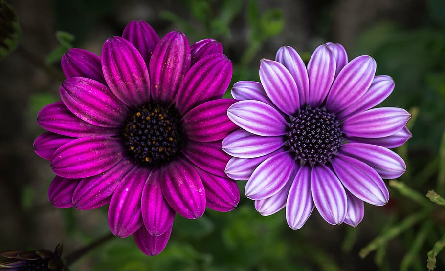 pink and purple flowers illustration, spring flowers, plants, HD wallpaper