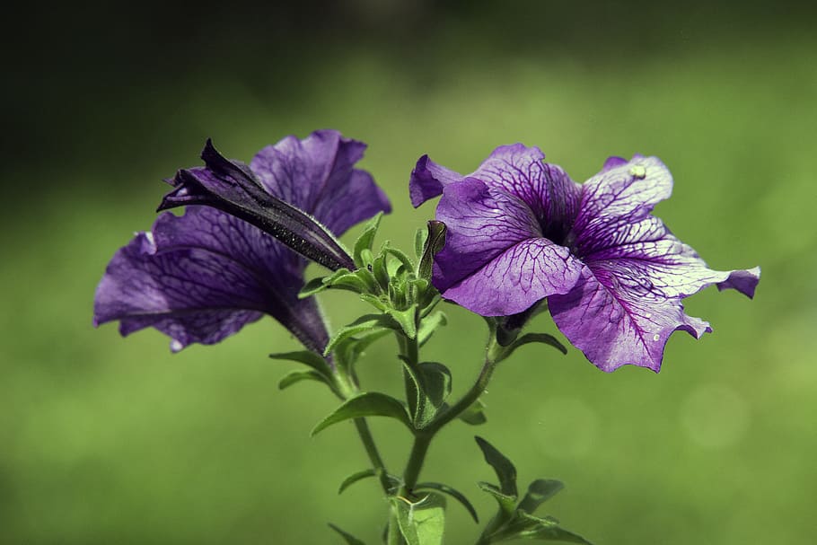 flower, nature, spring, summer, flower background, bloom, floral background HD wallpaper