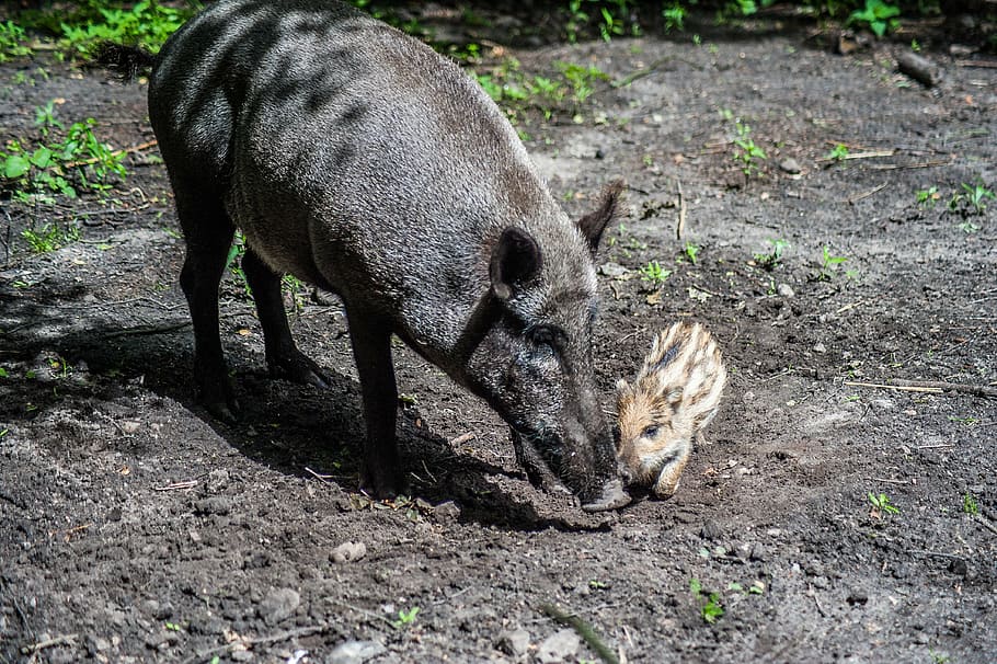 boar, young, bache, launchy, animals, nature, animal themes HD wallpaper