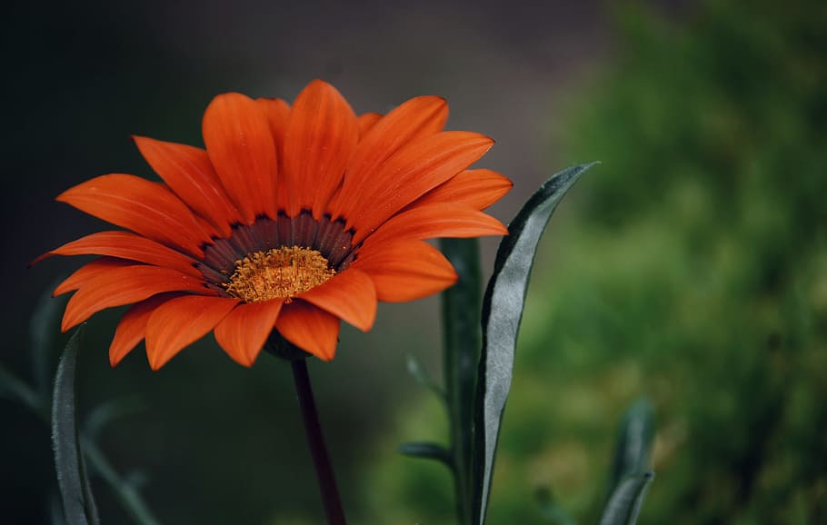nature, petals, plant, blur, beautiful, bloom, blooming, close-up HD wallpaper