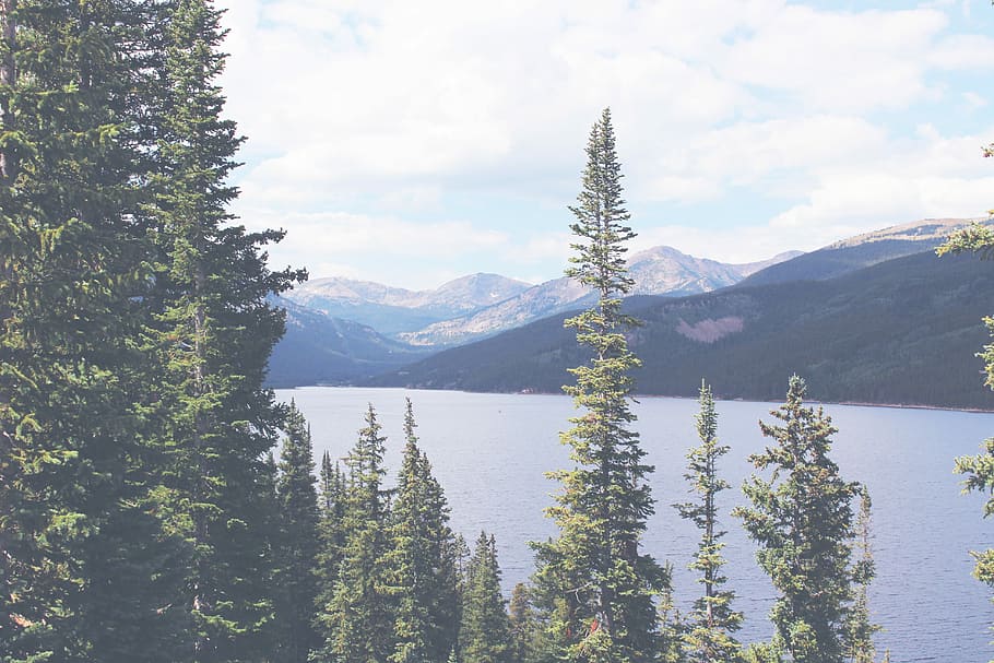 green pine trees beside body of water, green pine tree beside body of water taken at daytime HD wallpaper