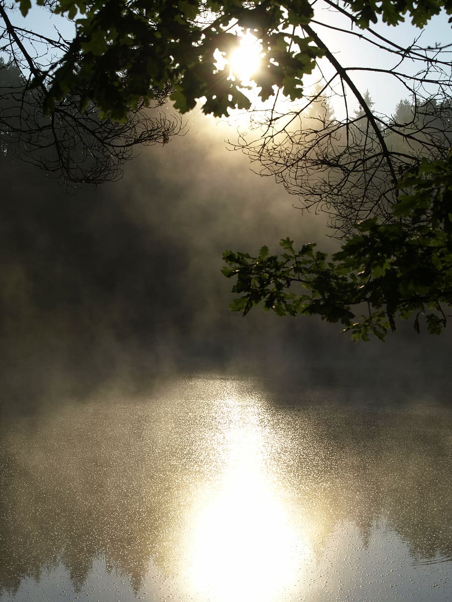 photo of body of water surrounded by trees, pond, surface, lake HD wallpaper