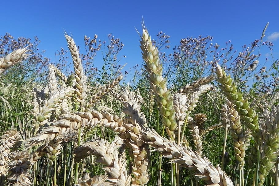 Wheat, Spike, Cereals, wheat spike, grain, wheat field, agriculture