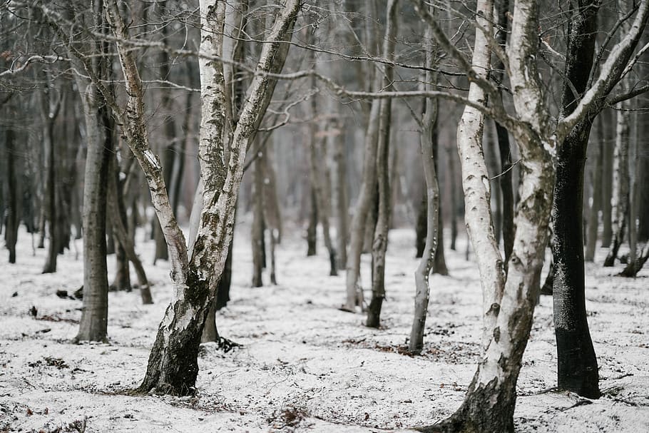 The forest in winter, brown trees, bark, branch, snow, tree trunk HD wallpaper