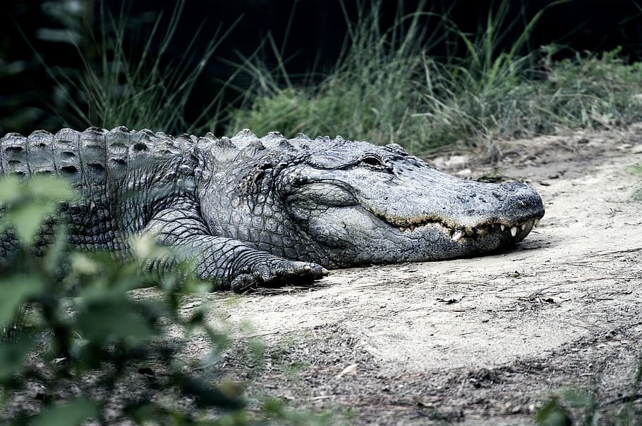 animal, animal photography, big, carnivore, Crocodile, danger