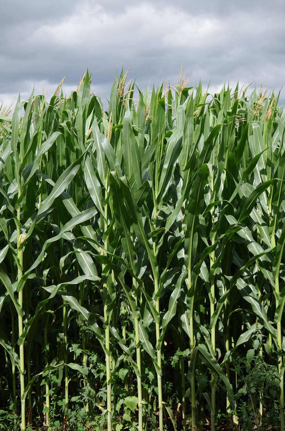 Corn On The Cob, Field, High, agriculture, growth, crop, vegetable HD wallpaper