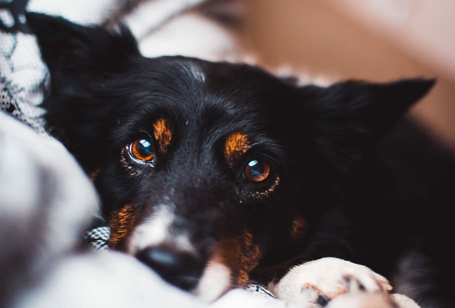 black and brown adult dog, closeup photography of short-coated black and rust dog