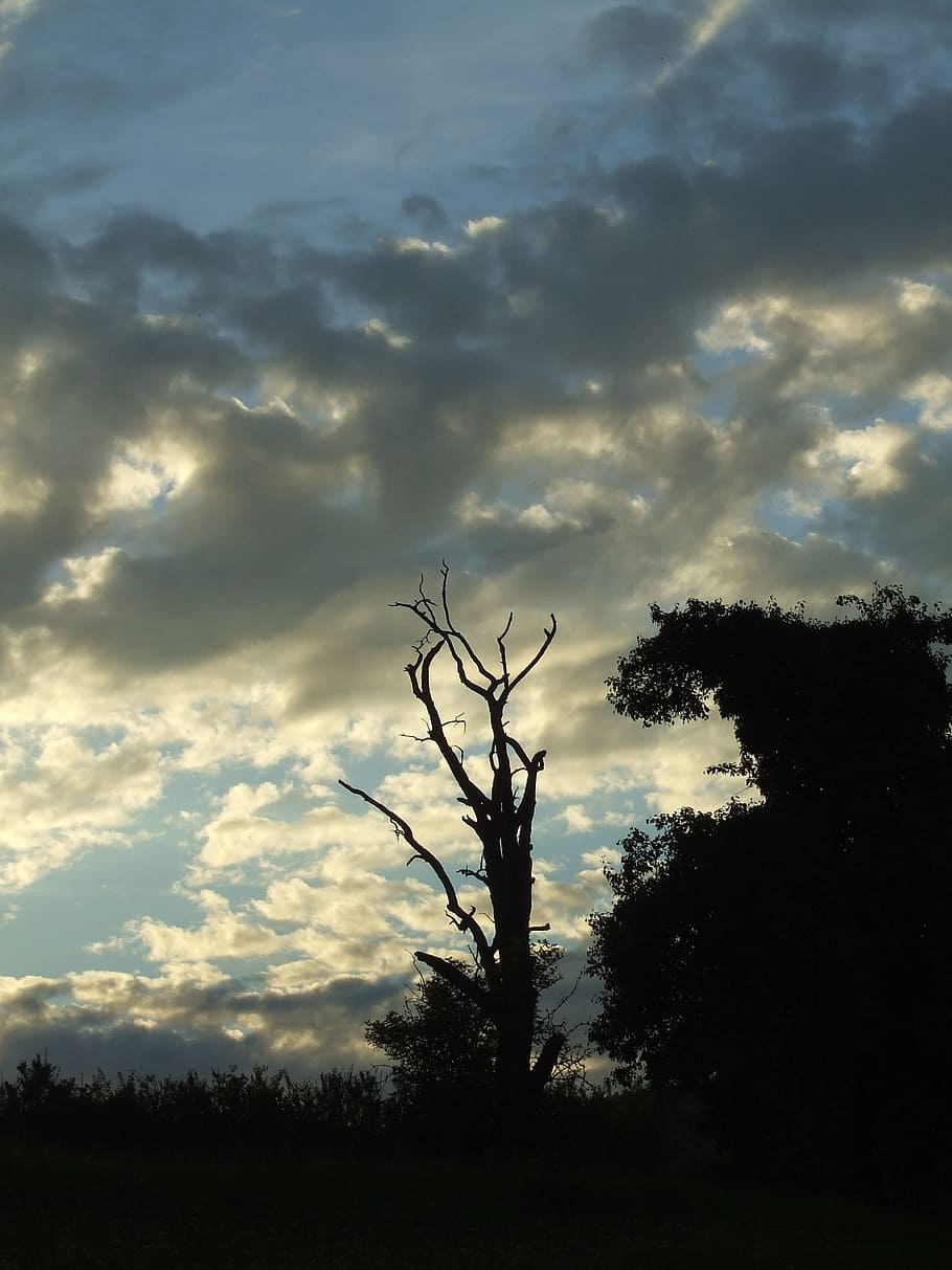 abendstimmung, sunset, dead plant, tree, sky, clouds, forest HD wallpaper