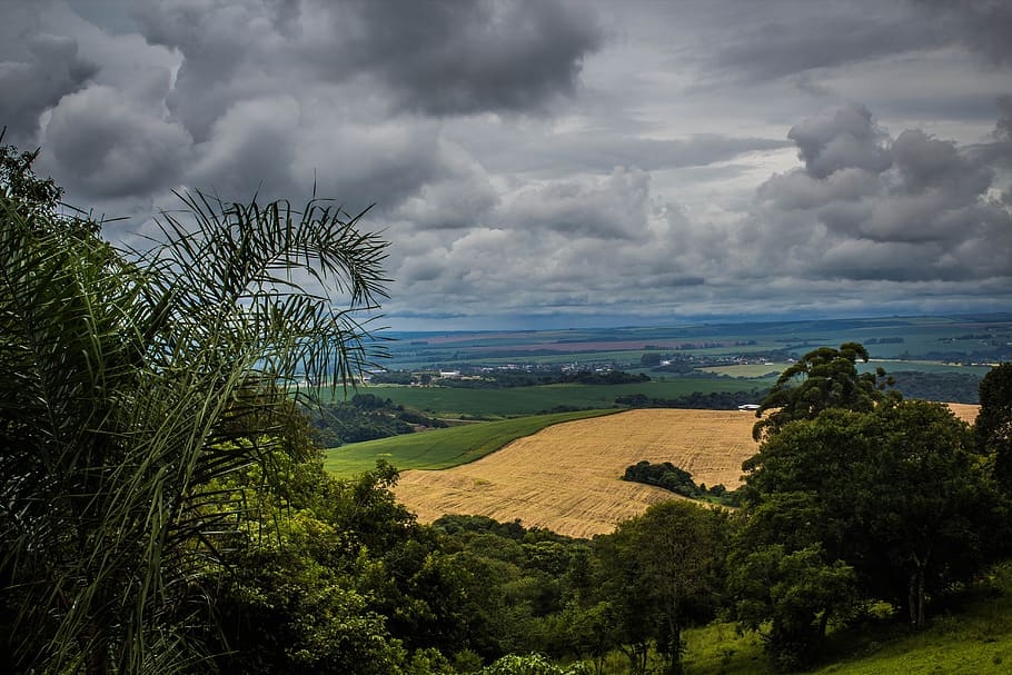 nature, tree, widescreen, sky, cloud - sky, plant, beauty in nature HD wallpaper