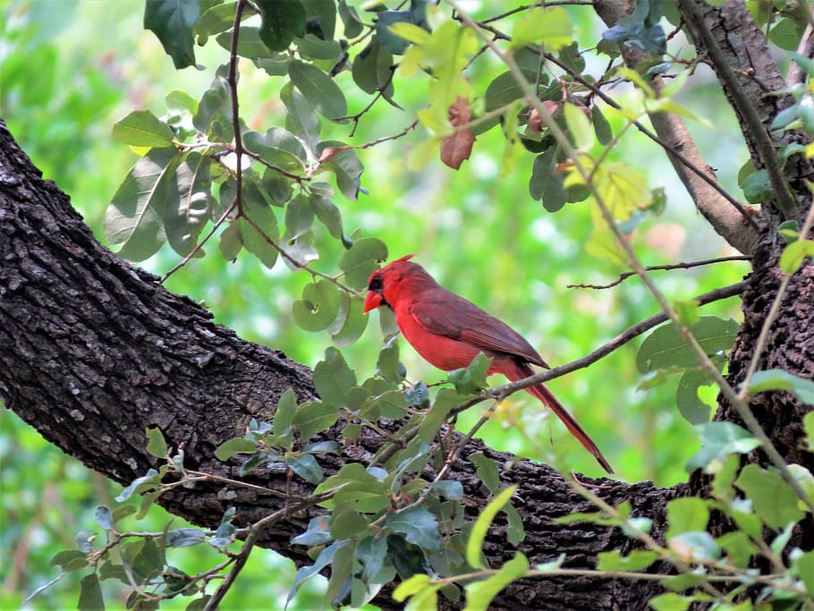 tree, red bird, leaves, natural, wildlife, animal themes, animal wildlife HD wallpaper