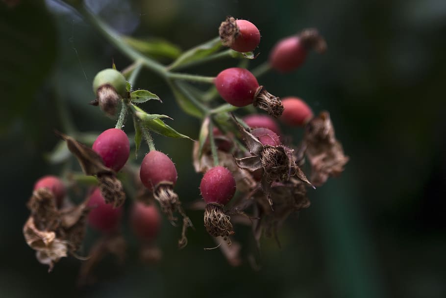 fruits, branch, nature, food and drink, healthy eating, plant HD wallpaper