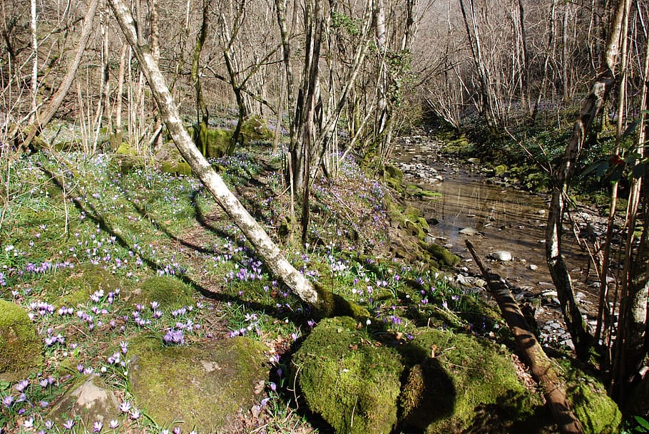 nature, trees, landscape, moss, stream, forest, sassi, trail HD wallpaper