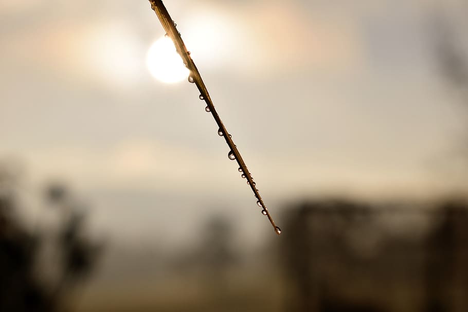 Drip, Dew, Dewdrop, Leaf, Grass, drop of water, autumn, morgentau HD wallpaper