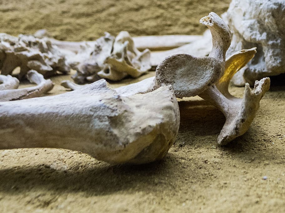 skeleton, bone, femur, museum, bury, dead, skull, death, plague, HD wallpaper
