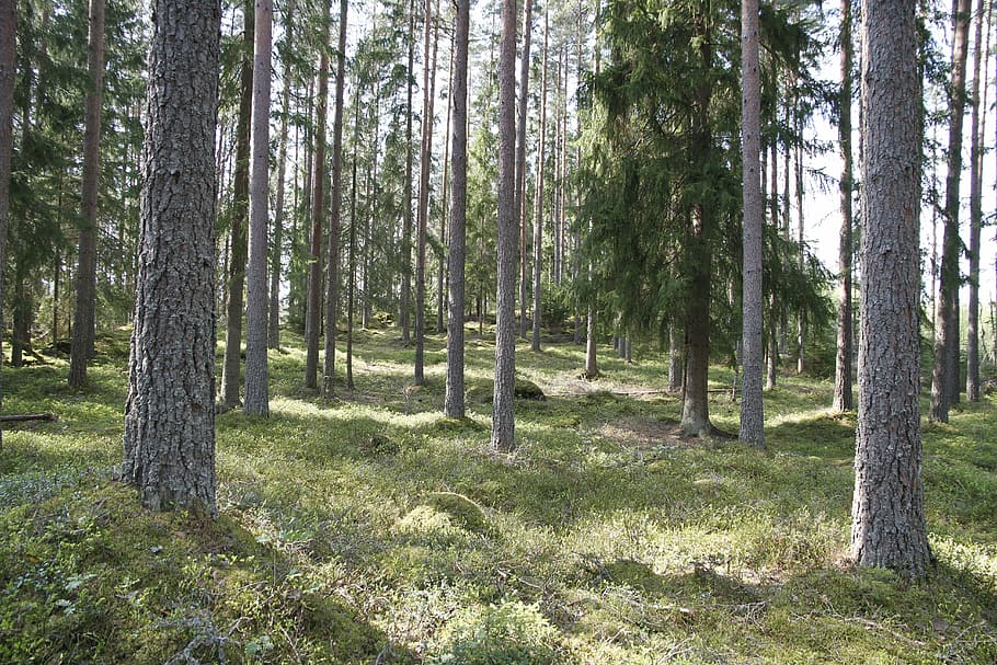 forest, tree, nature, tribe, pine, outdoors, woodland, landscape HD wallpaper