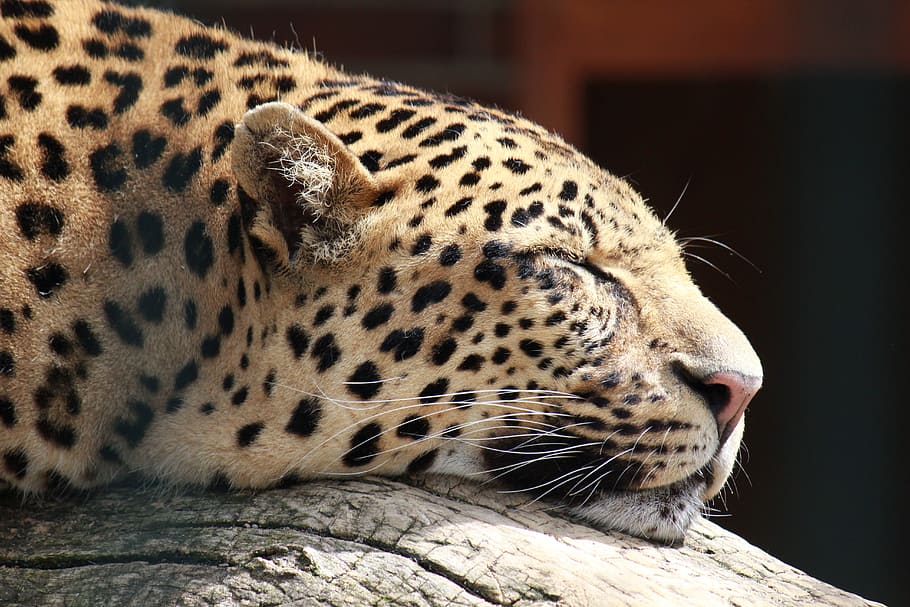 cheetah sleeping on grey tree branch, animal world, predator, HD wallpaper