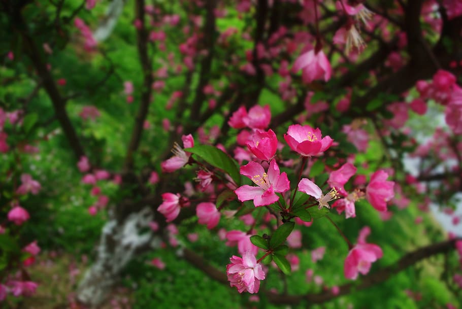 flower, natural, peach, tree, section, pink flower, spring HD wallpaper