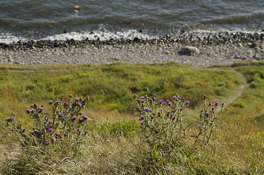 Steep, Coast, Sloping, Sweden, cliff, baltic sea, thistles HD wallpaper