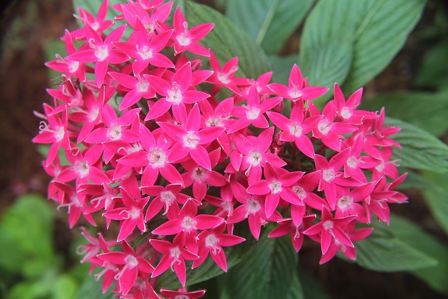 Flower, Bloom, Fragrant, Blossom, botanical, garden, nature HD wallpaper