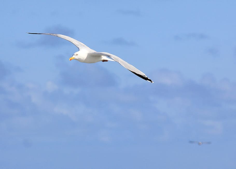 seagull, bird, flight, nature, sky, fly, birdwatching, seabird HD wallpaper