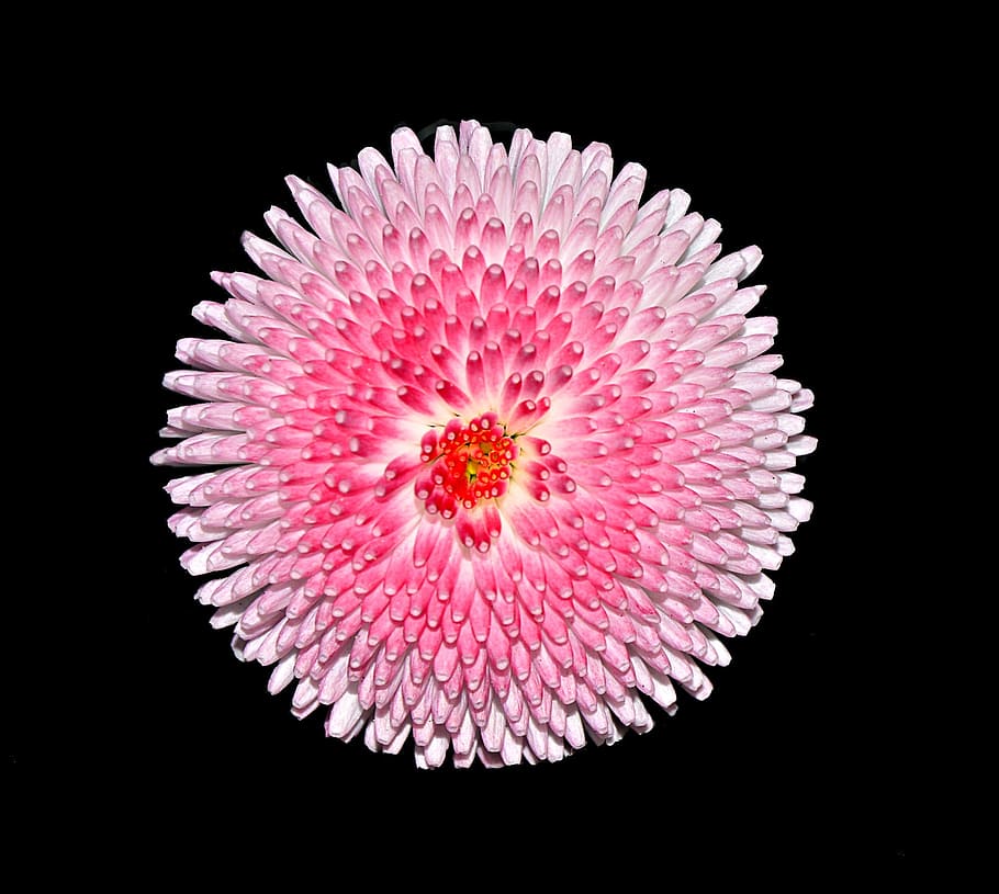 close-up photography of pink petaled flower, daisy, pink white HD wallpaper