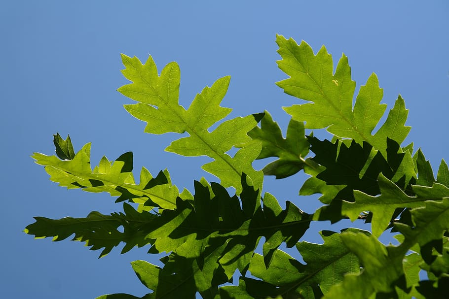 selective focus photography of green leafed plant under blue sky at daytime HD wallpaper