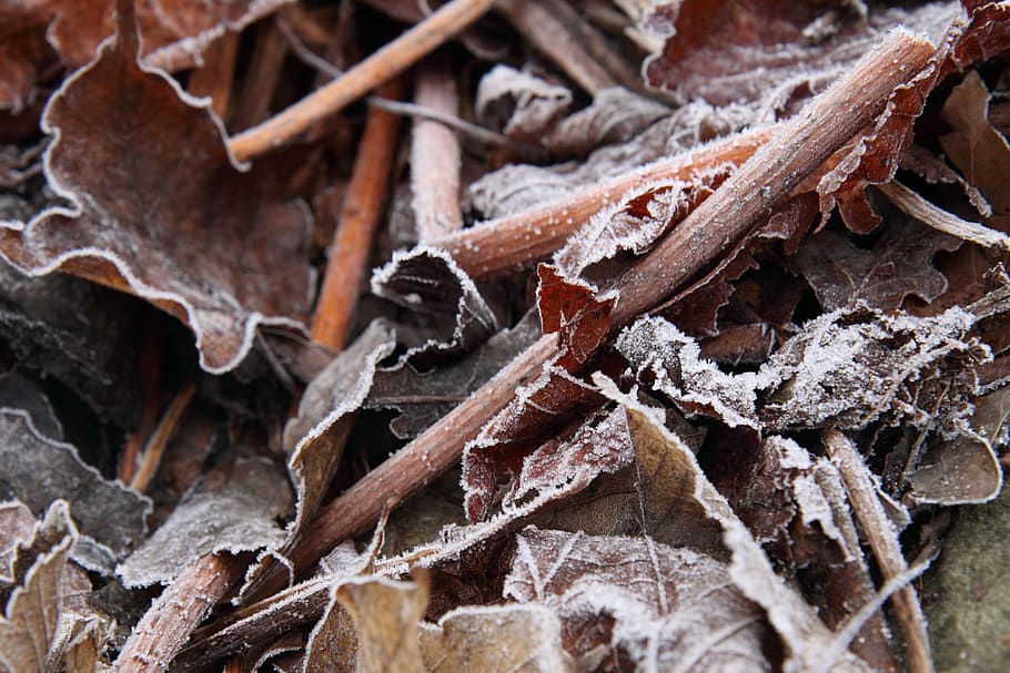 autumn, close-up, cold, cool, crystal, fall, ze, frost, frosty HD wallpaper