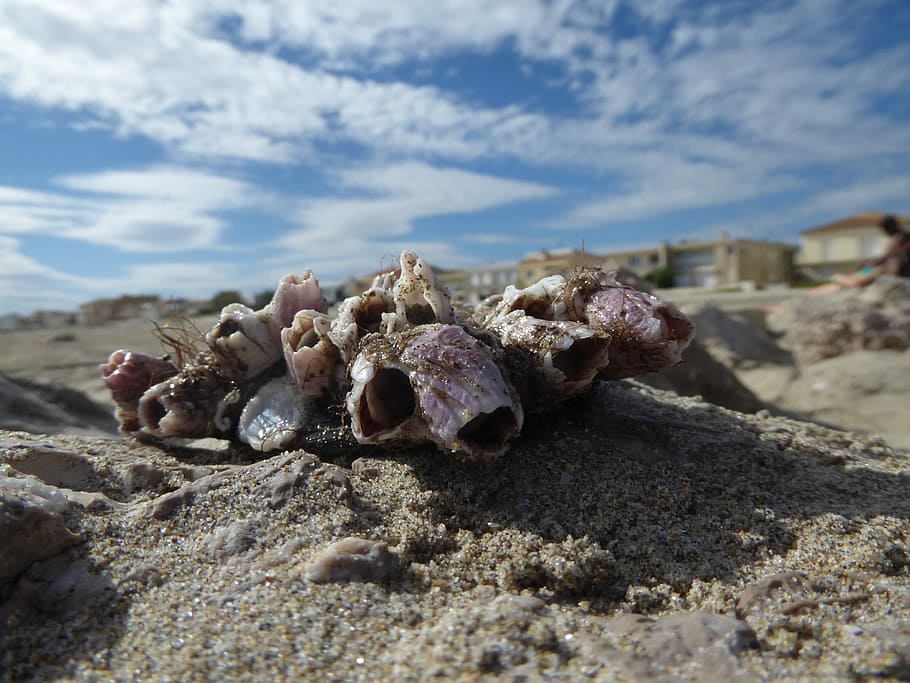 Shells, Beach, Skies, Palavas, summer, montpellier, south of france HD wallpaper