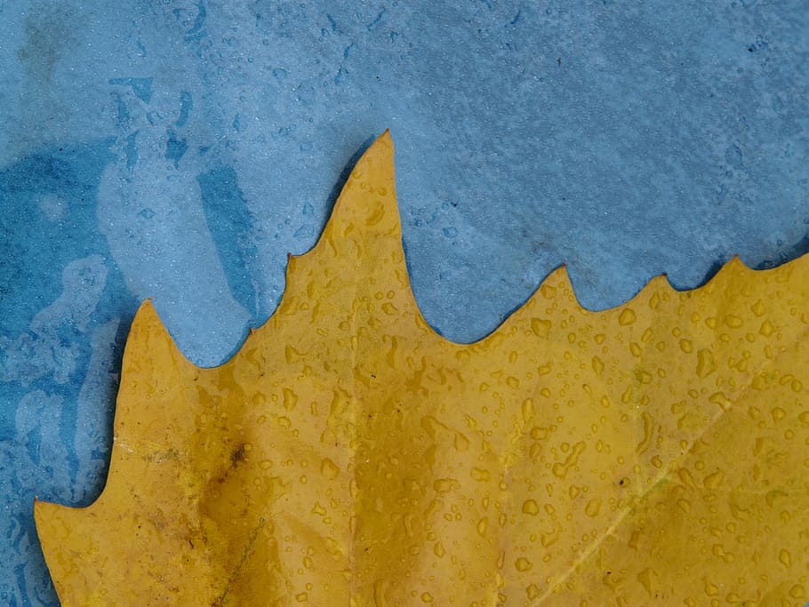 Maple Leaf, Edge, Jagged, Yellow, Macro, close, fall color HD wallpaper