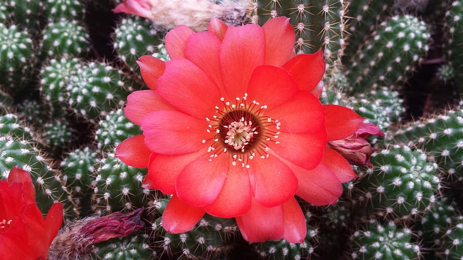 Bloom, Cactus Flower, Plants, macro, prickly, nature, gerbera Daisy HD wallpaper