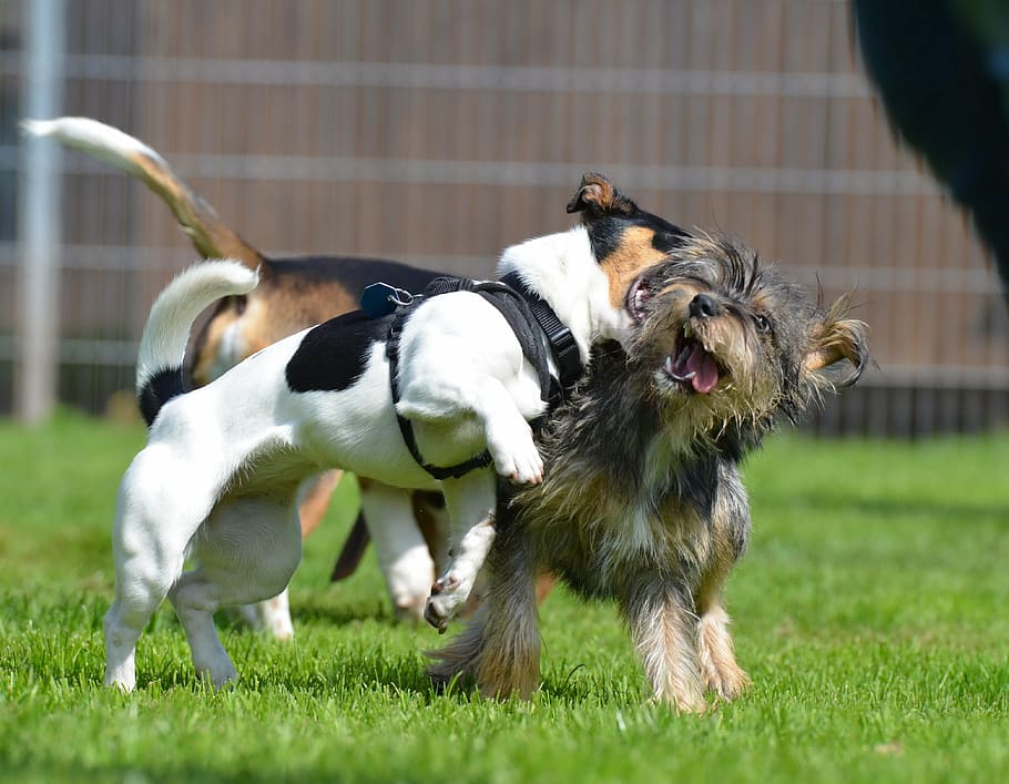 hybrids, small, sweet, small dog, pet, wuschelig, small hybrid HD wallpaper