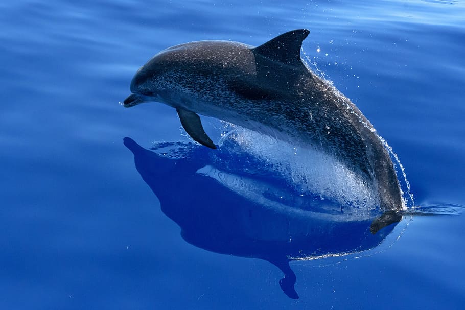 gray dolphin jumping on water, sea, marine mammals, animals, nature, HD wallpaper