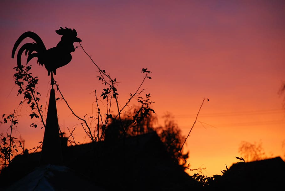 weather vane, red sky, back light, hahn, sunlight, silhouette HD wallpaper