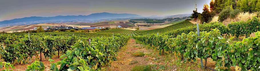 vineyard, vines, landscape, agriculture, rural scene, scenics - nature HD wallpaper