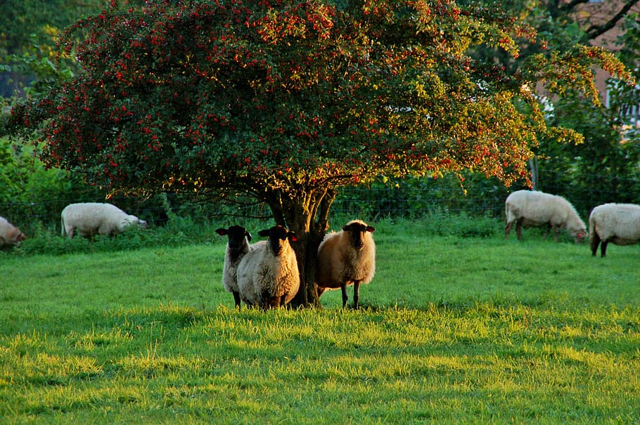 sheep, black head, mammal, plant, livestock, domestic animals HD wallpaper