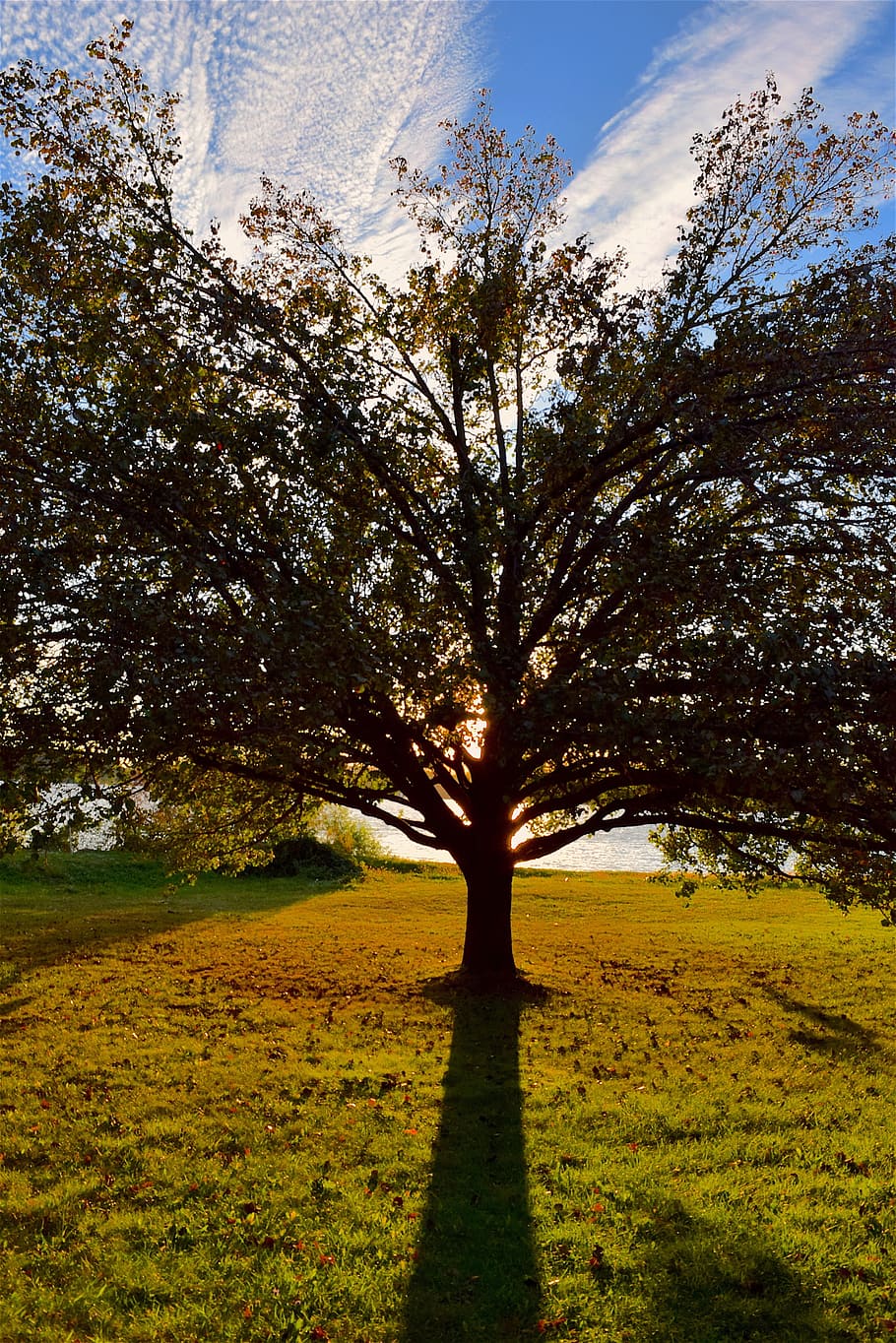 tree, sunset, light, autumn, shadow, nature, landscape, sunlight HD wallpaper