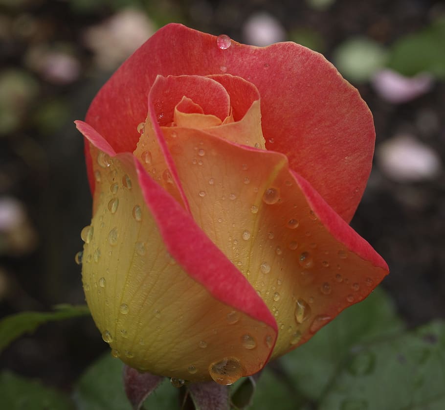 rose, garden, floral, bloom, plant, red, yellow, botany, flower HD wallpaper
