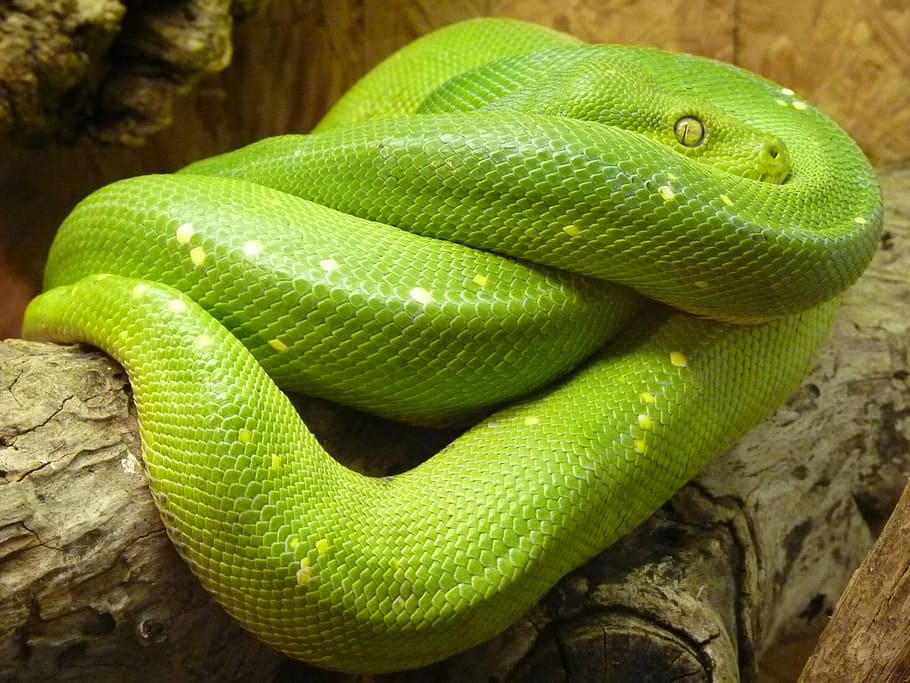 green python on wood, green tree python, morelia viridis, snake, HD wallpaper