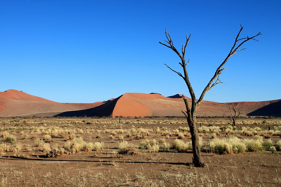 withered tree on desert, dunes, steppe, dry, namibia, africa HD wallpaper