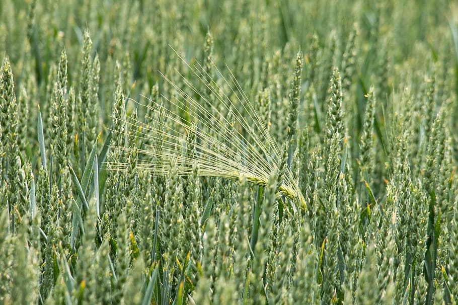 close up photo of green wheat, barley, cereals, grain, spike HD wallpaper