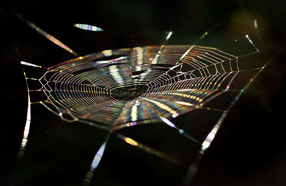 close-up photography of spider web, cobweb, rainbow, color HD wallpaper