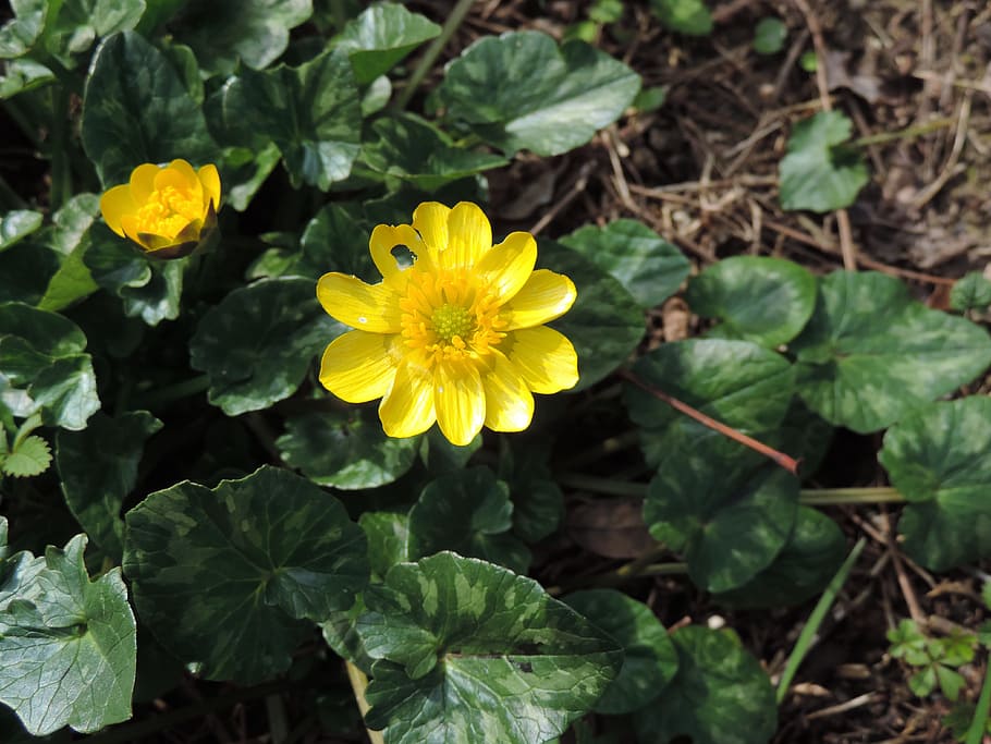 flower, yellow, nature, spring, petals, flowering plant, plant part HD wallpaper