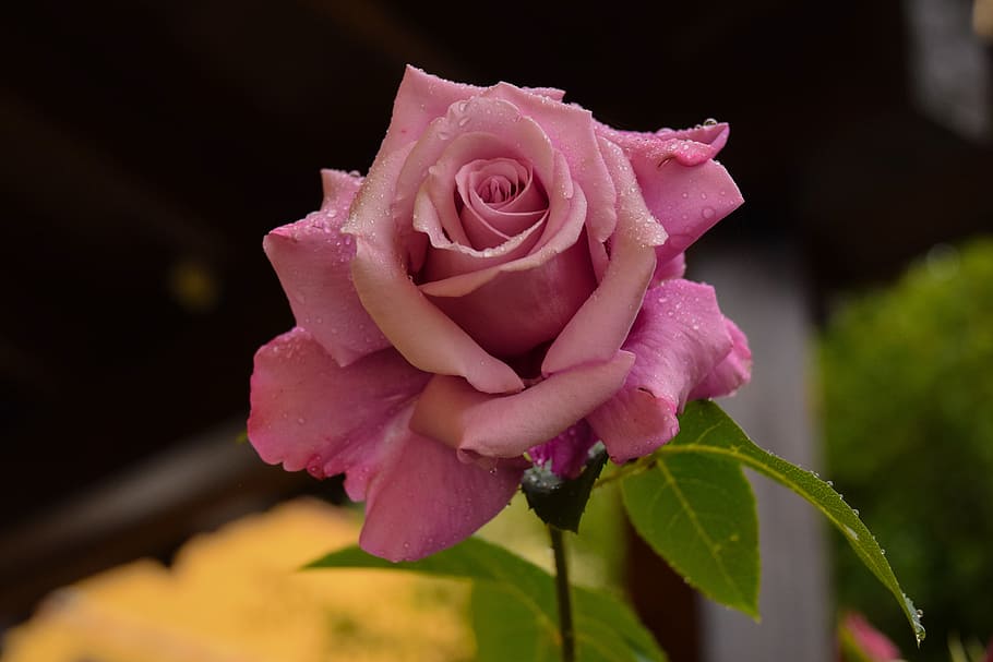 pink rose bloom during daytime, rosa, flower, rocio, flowering plant HD wallpaper