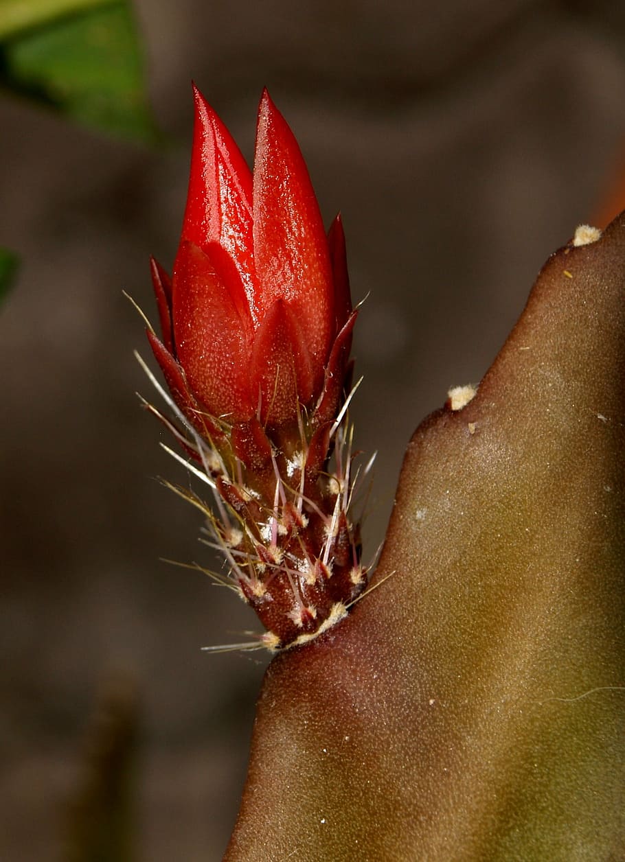cactus, flower, close, close-up, nature, red, beauty in nature HD wallpaper