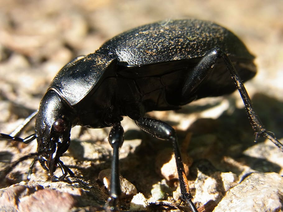 beetle, ground beetles, carabus, insect, nature, forest, animal HD wallpaper