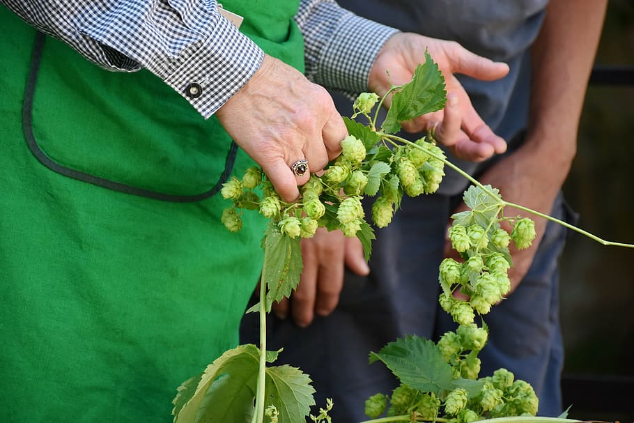 person holding green vegetable, hop harvest, hop vines, umbel