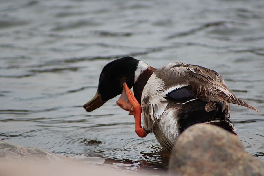 Duck, Mallard, Waterfowl, Scratch, Bird, fly, wings, feather HD wallpaper